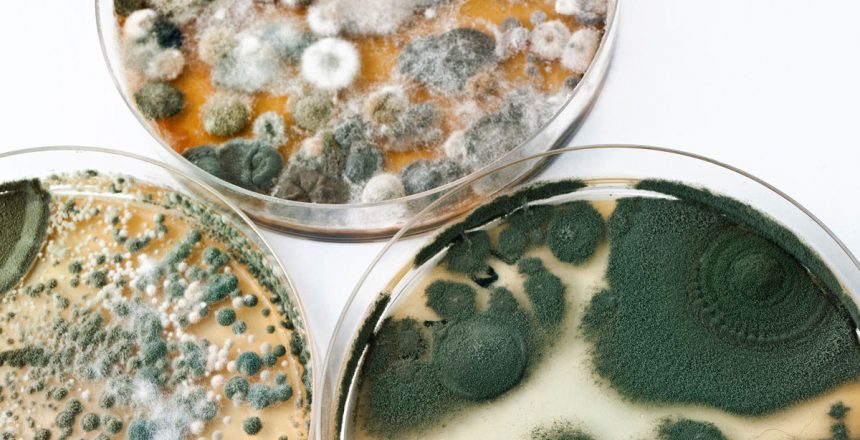 These petri dishes are how to test for mold in your house